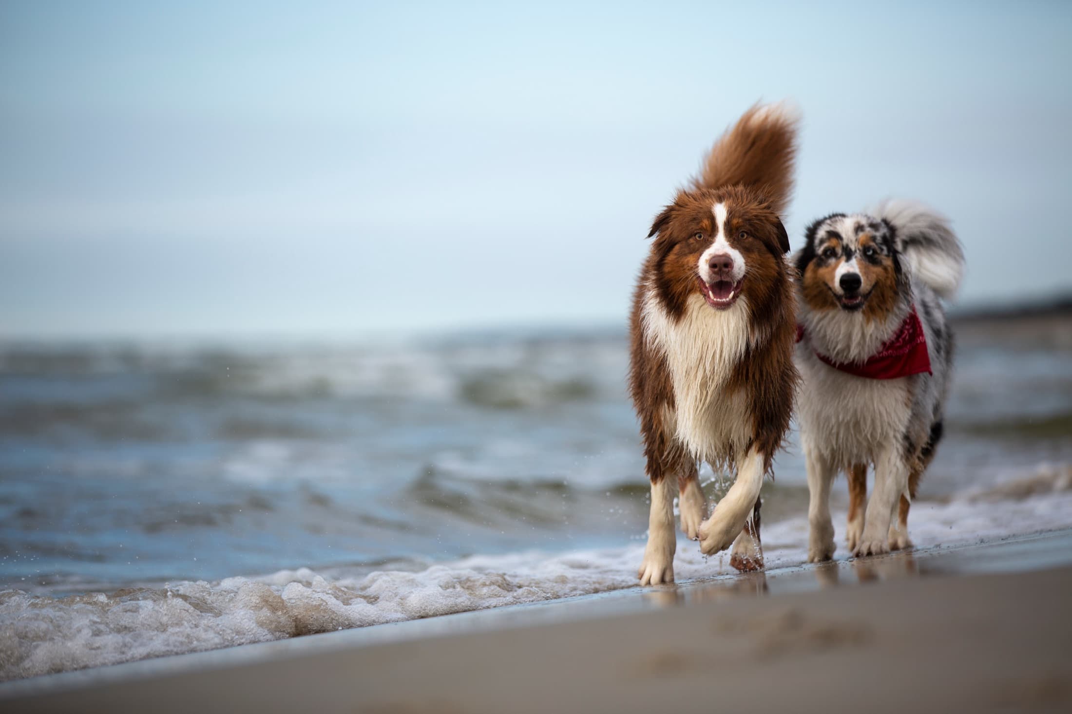 Two Australian shepherds running through shallow surf on the beach