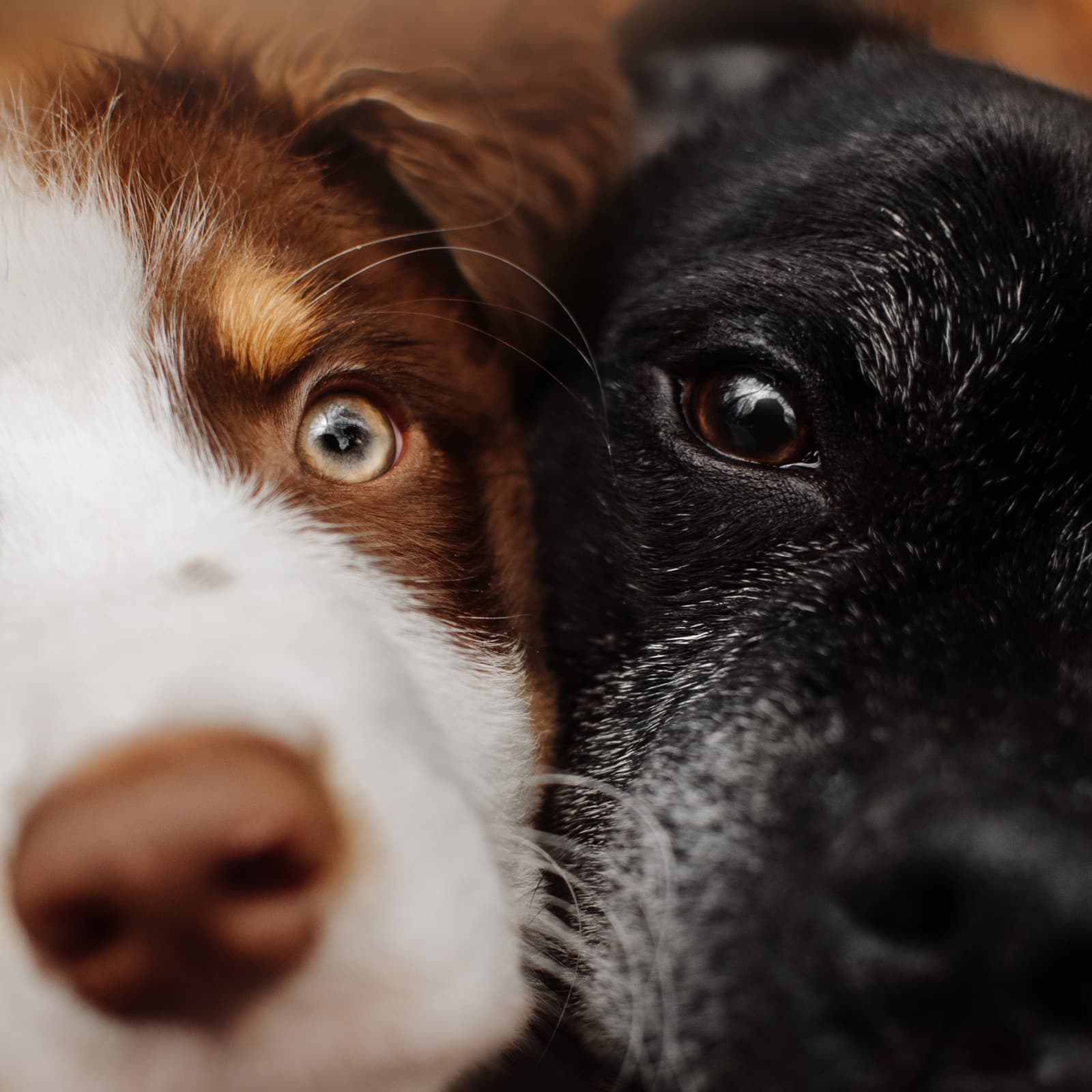 Close-up of a black dog with a grey muzzle beside a younger brown and white dog