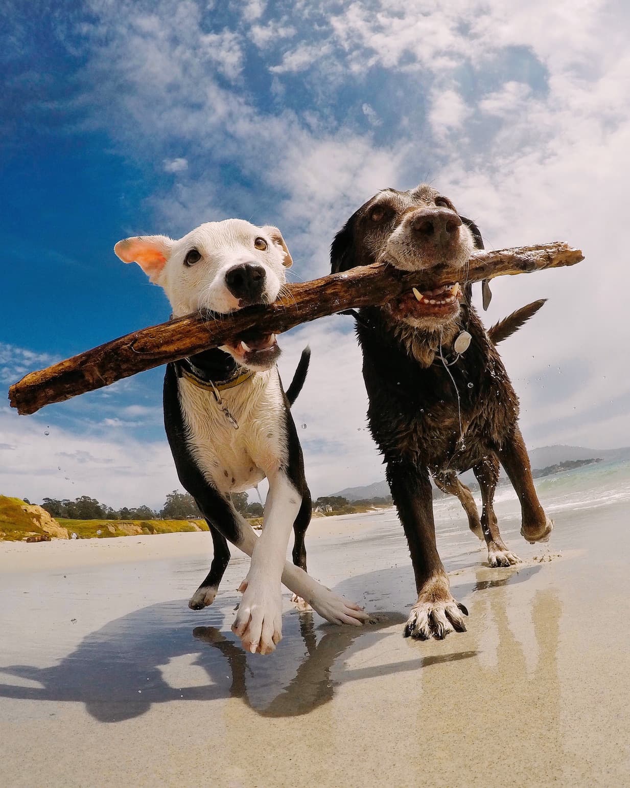 A white and black dog and a dark brown dog running on the beach while sharing one large stick