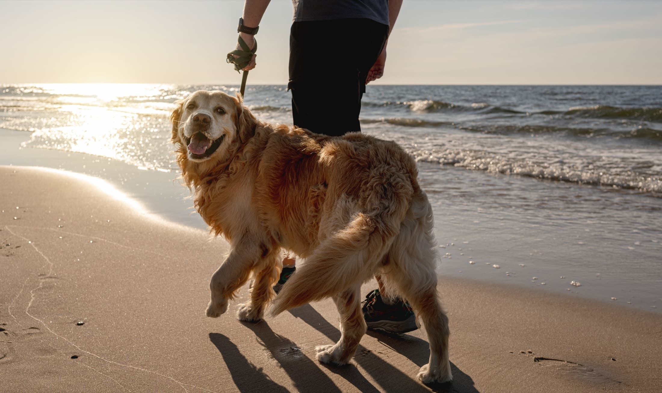 Golden retriever on a leash looking back toward the camera while walking on the beach at sunset