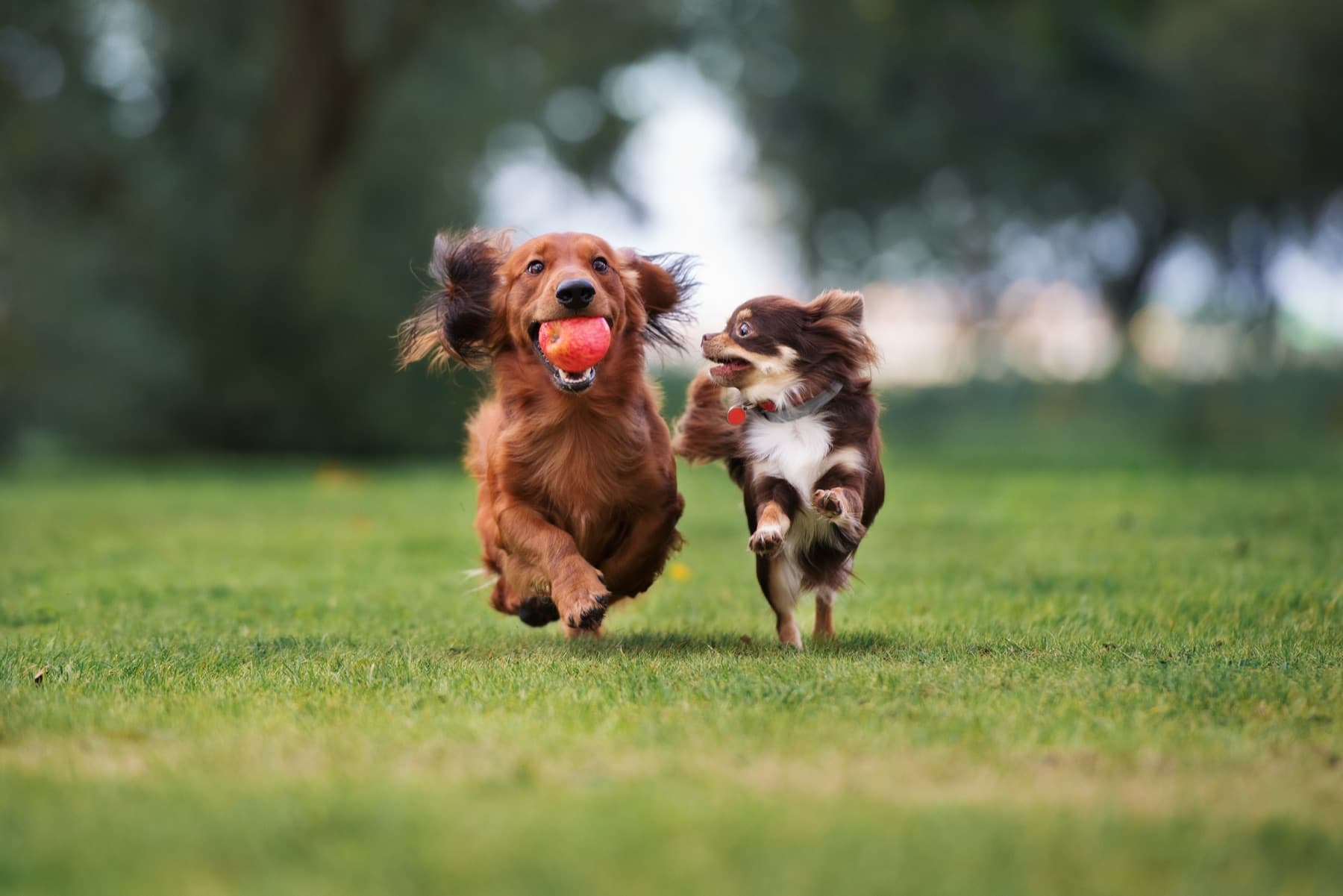 Long-haired dachshund carrying an apple and a small chihuahua running across a park lawn