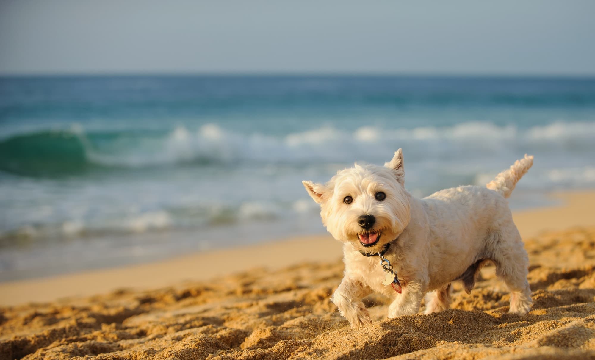 West Highland white terrier trotting on the sand with the ocean behind